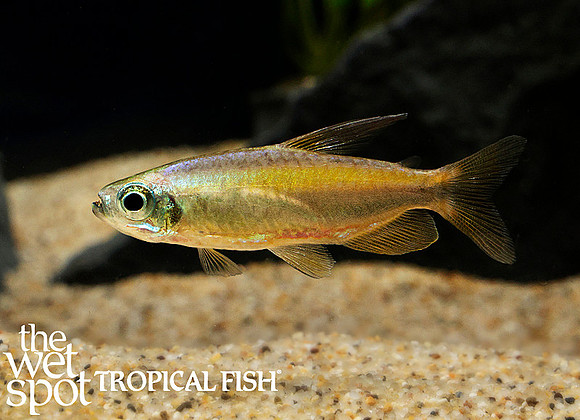 Phenacogrammus aurantiacus  - Lamp Eye Congo