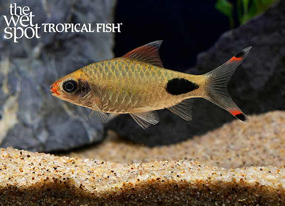 Dawkinsia apsara - Mascara Barb