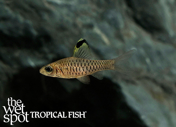 Oreichthys cosuatis - Hi-Fin Headstander Barb