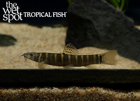 Schistura kohchangensis "Ornate Tiger Sand Loach"