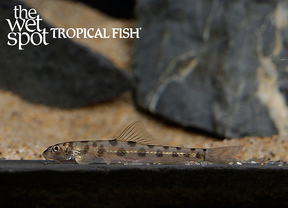 Nemacheilus corica "Polka Dot Loach"