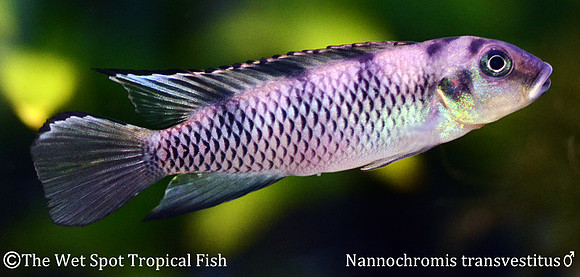 Nannochromis transvestitus ♂