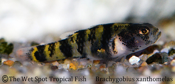 Burmese Mini Bumblebee Goby - Brachygobius xanthomelas