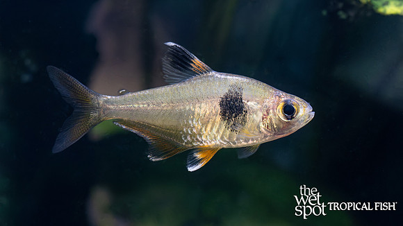 Hyphessobrycon takasei "Coffee Bean Tetra"
