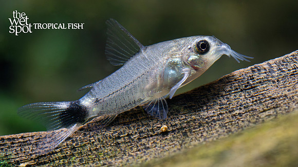 Corydoras hastatus "Black Diamond Cory"