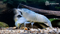 Shrimp
