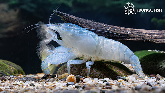 Atya gabonensis "Giant Blue Wood Shrimp"