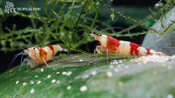 Caridina cantonensis "Red Crystal Shrimp"