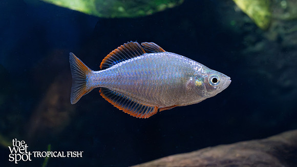 Melanotaenia praecox "Neon Dwarf Rainbow"