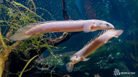 Polypterus senegalus "Senegal Bichir"