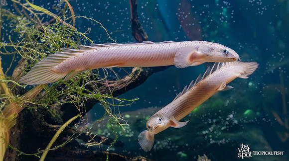 Polypterus senegalus "Senegal Bichir"