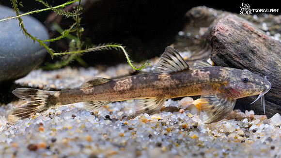 Amphilius rheophilus "Senegal Kuhli Cat"