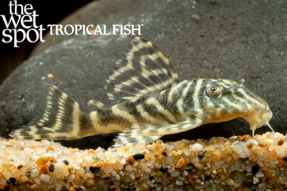 Hypancistrus debilittera "L129"  "Colombian Zebra Pleco"