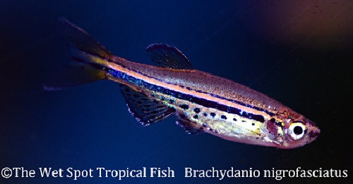 Brachydanio nigrofasciatus - Spotted Danio