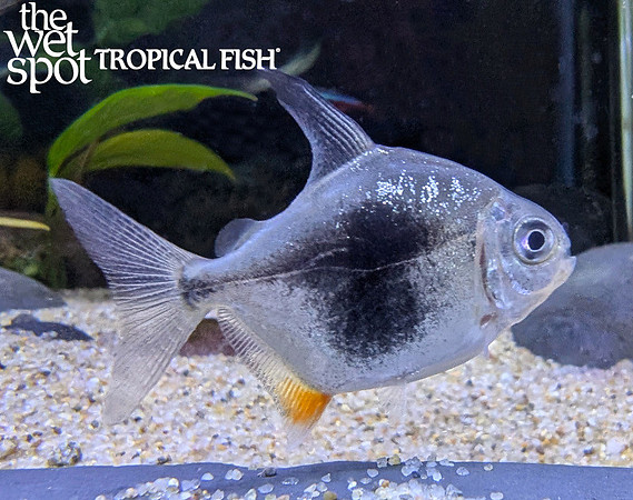 Myloplus sp. "Blackberry Silver Dollar"