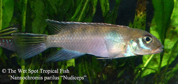 Nannochromis parilus ♀