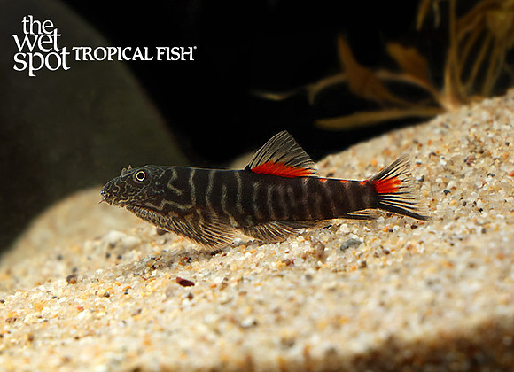 Hypergastromyzon sp. "Bloody Mary Borneo Sucker"