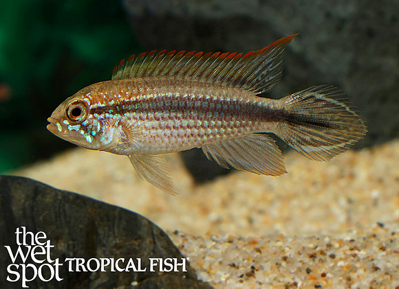 Apistogramma sp. "Tefe" "Red Back"