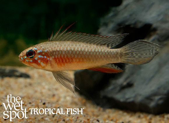 Apistogramma elizabethae