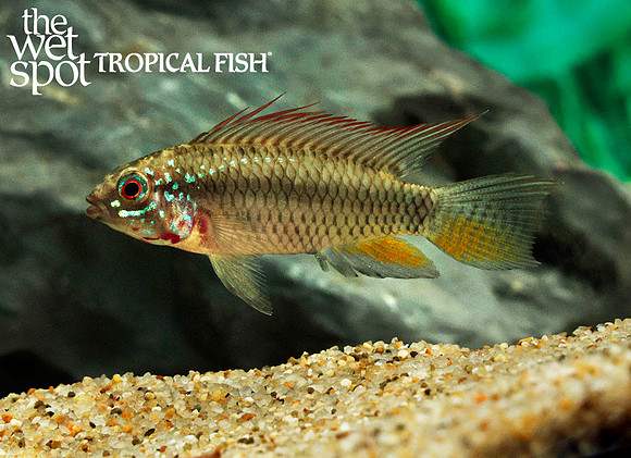 Apistogramma sp. "Breitbinden"