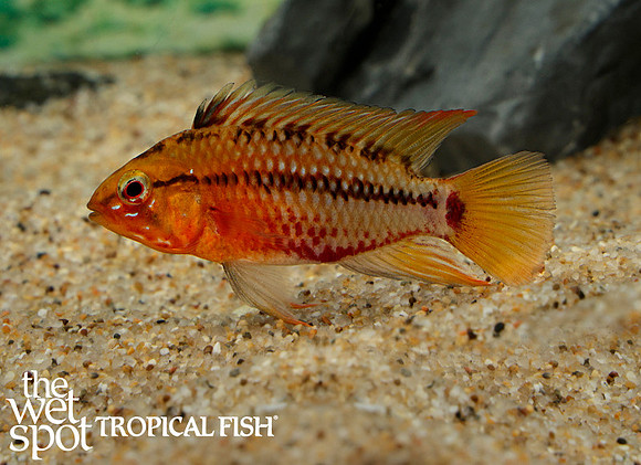 Apistogramma hongsloi "Form II"