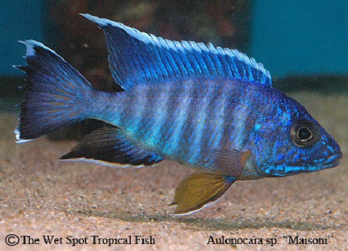 Aulonocara maisoni