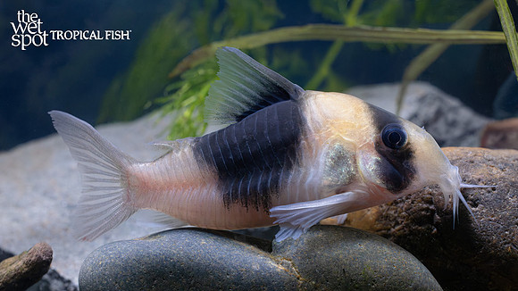 Corydoras sp. "CW051"  "New Panda/Bicolor" "Colombia"