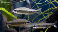 Distichodus teugelsi"Green Dwarf Distichodus"