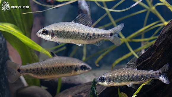 Distichodus teugelsi"Green Dwarf Distichodus"