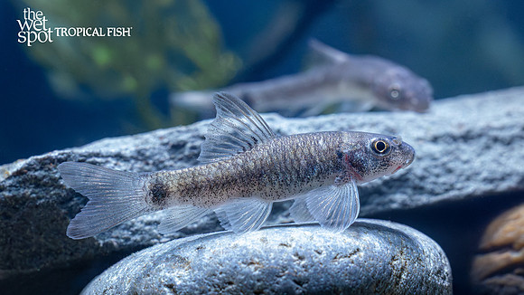 Garra rufa "Nibble Fish"