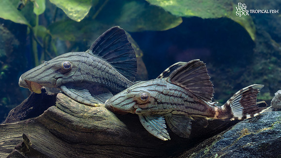 Panaque sp. "L191" "Broken Line Royal Plecostomus"