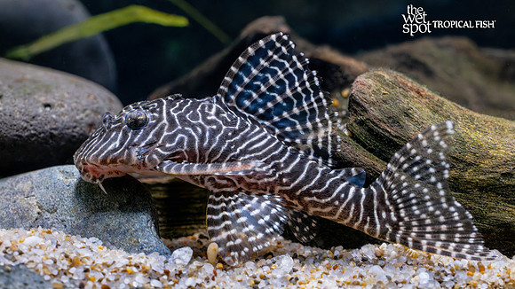 Hypancistrus sp. "L260" "Queen Arabesque Pleco"