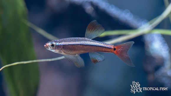 Tanichthys albonubes "Long Fin White Cloud"