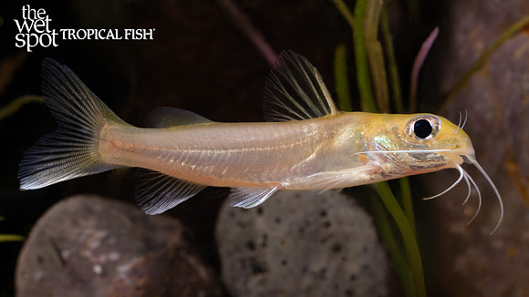 Chrysichthys auratus "Gold Aluminum Cat"