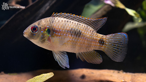 Anomalochromis thomasi "African Butterfly Cichlid"