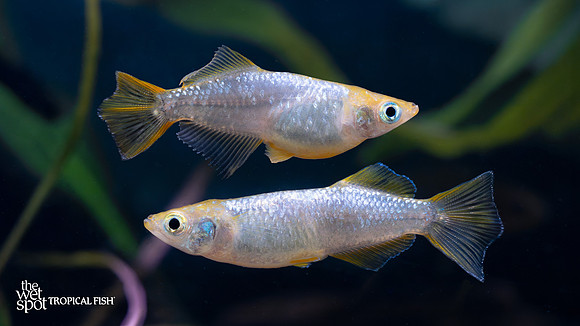 Oryzias latipes "Tsumugi Medaka Ricefish"
