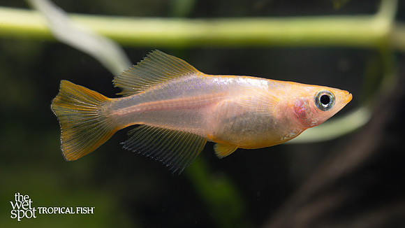 Oryzias latipes "Half Moon Super Orange Medaka Ricefish"