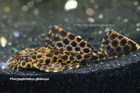 Pterygoplichthys gibbiceps "Marble Sailfin Pleco"