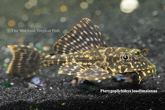 Pterygoplichthys joselimaianus L001 "Spotted Sailfin Pleco"