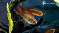Apistogramma agassizii "Double Red"