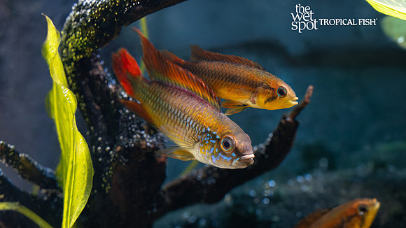 Apistogramma agassizii "Double Red"