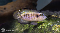 Lamprologus speciosus"Black Ocellatus"