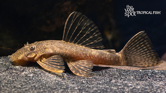Ancistrus sp. "Bushynose Pleco"