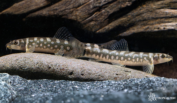 Mesonoemacheilus guentheri "Side Spot Loach"