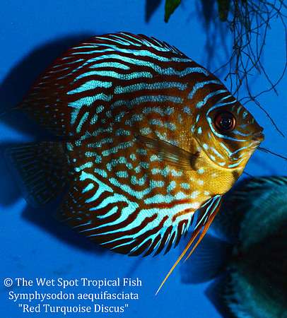 Symphysodon aequifasciata - Red Turquoise Discus