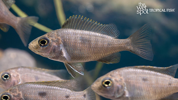 Copadichromis azureus