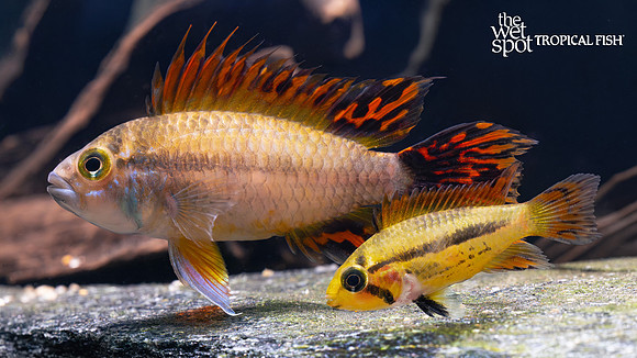 Apistogramma cacatuoides "Super Red"