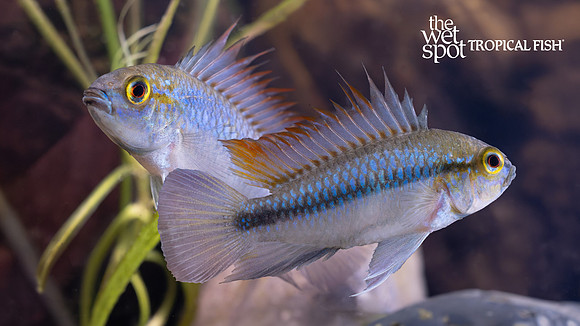 Apistogramma trifasciata