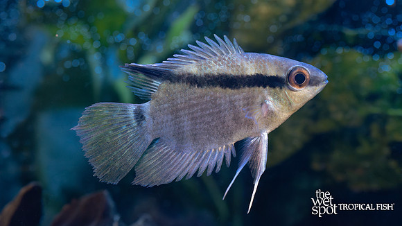 Mesonauta mirificus "Festivum" "Peru"
