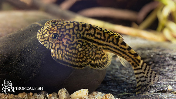 Sewellia lineolata "Reticulated Hillstream Loach"